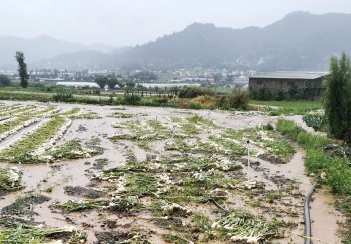 Daños severos en el sector agropecuario debido a las lluvias