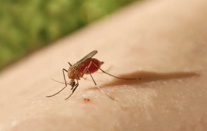 Los síntomas del virus "Oropouche" incluyen fiebre repentina, dolor de cabeza, rigidez articular y, en algunos casos, visión doble y vómitos persistentes.