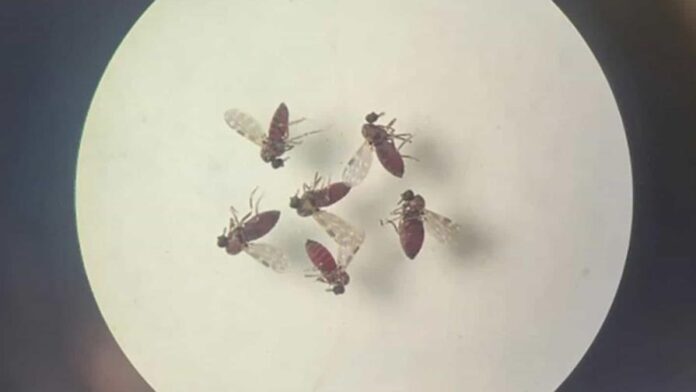 La fiebre de Oropouche es una enfermedad que se propaga principalmente entre las personas a través de la picadura de un insecto