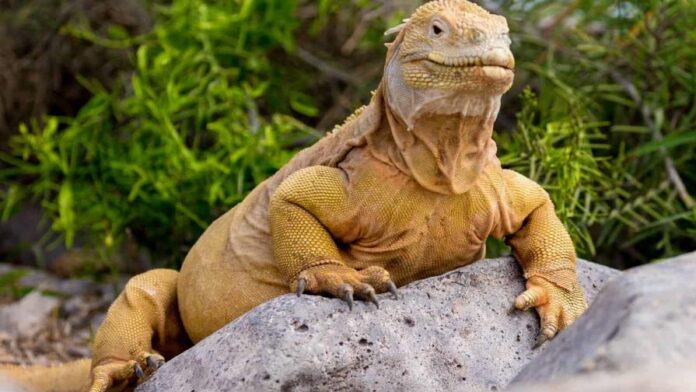 Las iguanas amarillas se encontraban en peligro de extinción entre 1970 y 1980. (FUENTE EXTERNA)