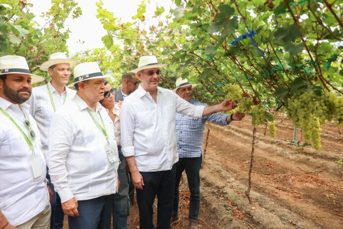 RD inicia exportación de uvas de mesa a EE. UU. desde Montecristi RD inicia exportación de uvas de mesa a EE. UU. desde Montecristi