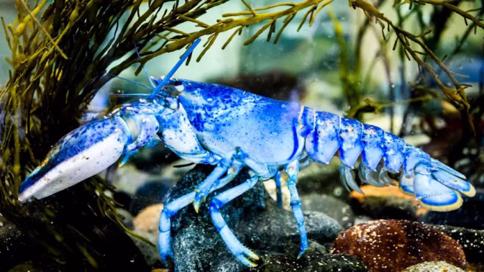 Lo único que la diferencia es el caparazón azul eléctrico, un rasgo que la convierte en pieza única dentro del acuario de contacto destinado a programas de educación y divulgación científica.