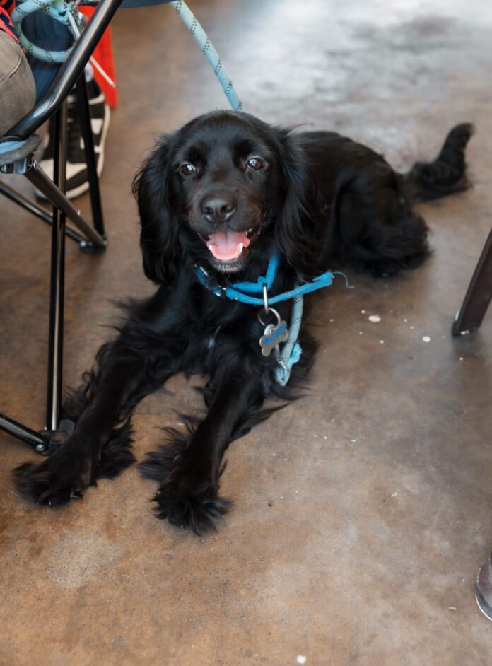 Alcaldía del DN ha realizado 30 jornadas de bienestar animal; más de 3,000 perros y gatos han sido esterilizados