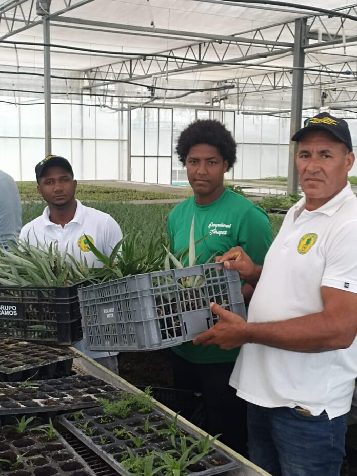 Por primera vez Laboratorio BIOVEGA asume producción in vitro de hijuelos de piña