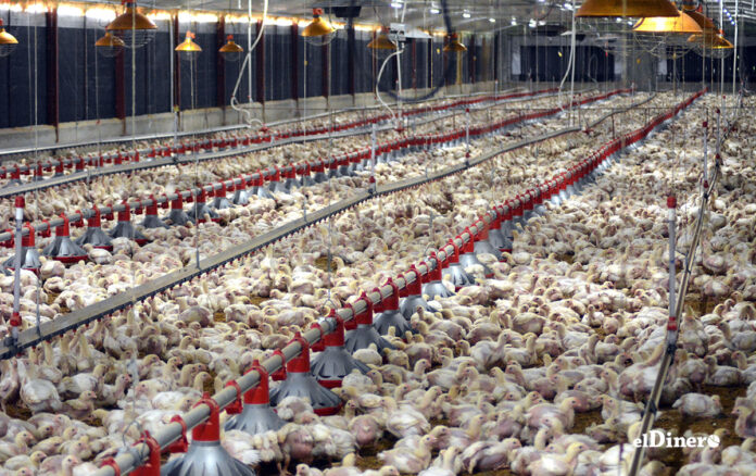 República Dominicana suspende compra de pollo a Brasil por gripe aviar