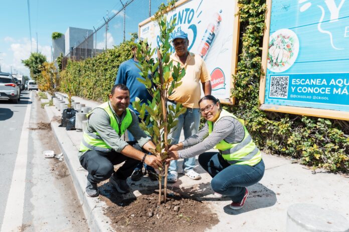 Alcaldía del DN repone árboles que resultaron afectados por lluvias de Melissa Alcaldía del DN repone árboles que resultaron afectados por lluvias de Melissa